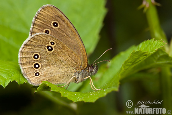 Aphantopus hyperantus