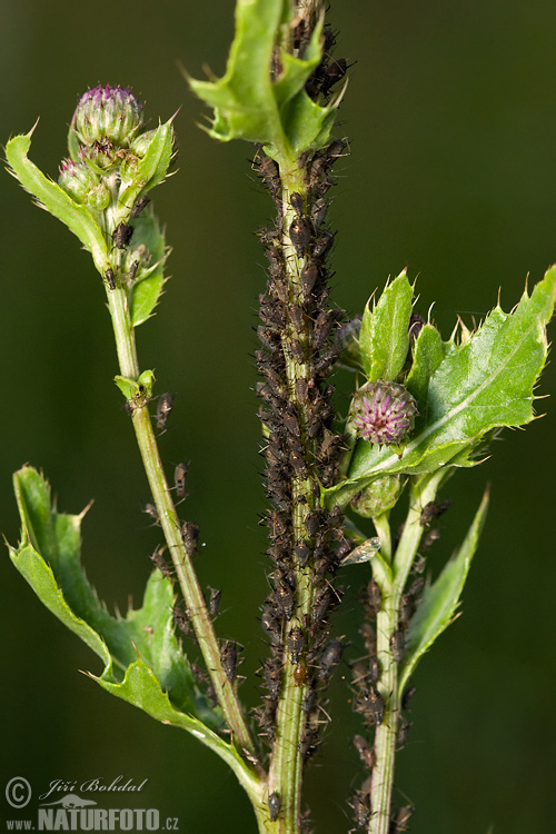 Aphididae