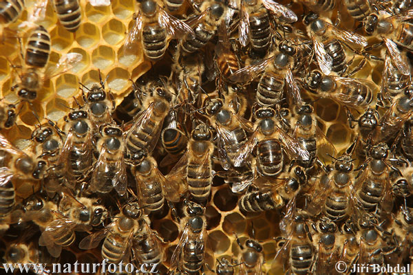 Apis mellifera