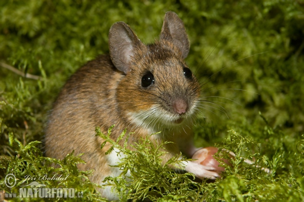 Apodemus flavicollis