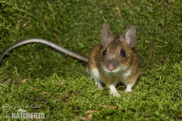 Apodemus flavicollis