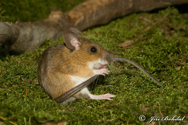 Apodemus flavicollis