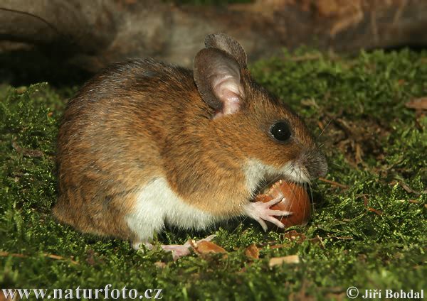 Apodemus flavicollis