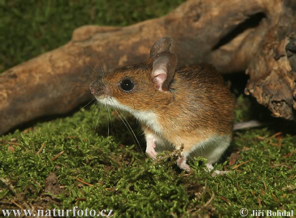 Apodemus flavicollis