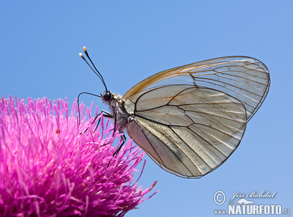 Aporia crataegi