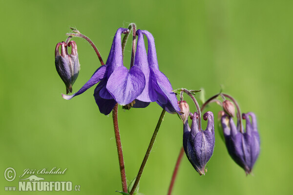 Aquilegia vulgaris