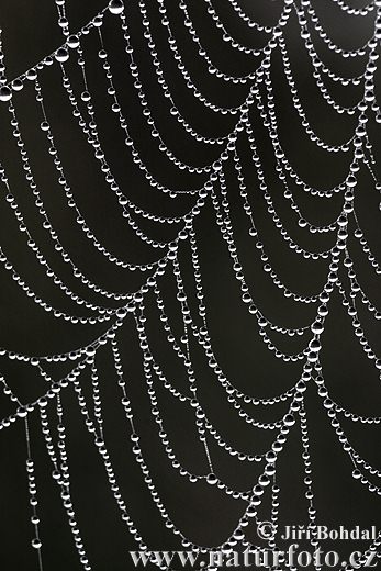 Arachnos