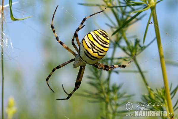 Araña avispa