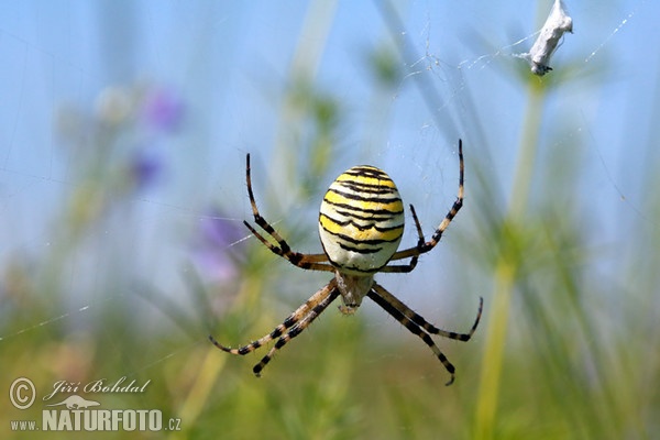 Araña avispa