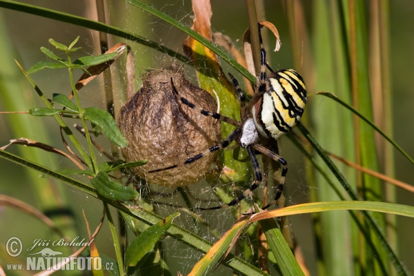 Araña avispa