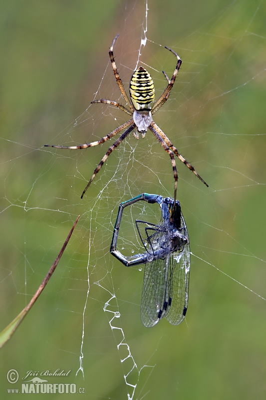 Araña avispa