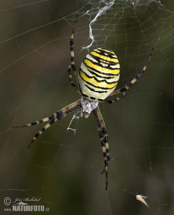 Araña avispa