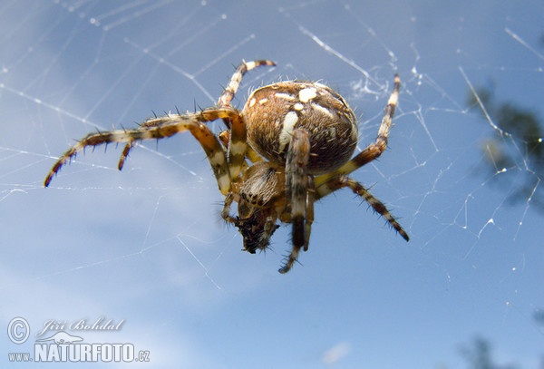 Araña de jardín