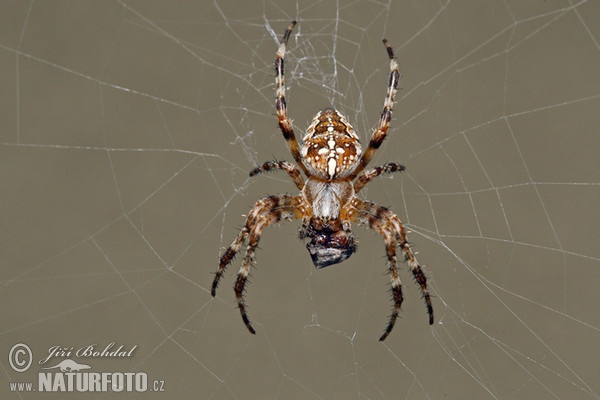 Araña de jardín