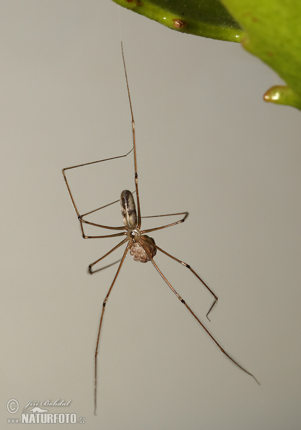 Araña de patas largas