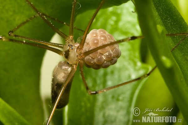 Araña de patas largas