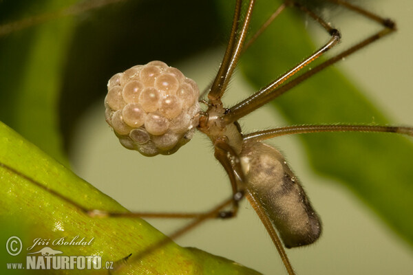 Araña de patas largas