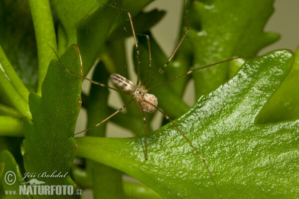 Araña de patas largas