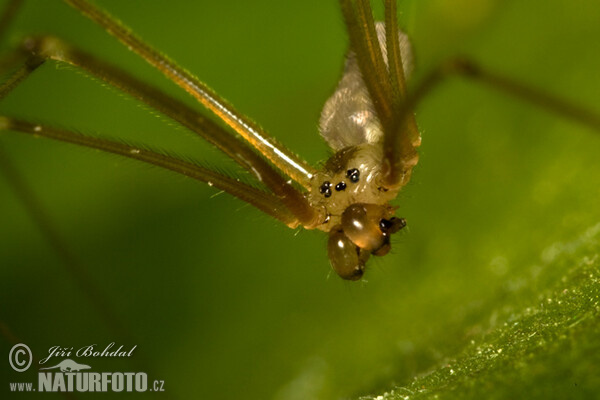 Araña de patas largas