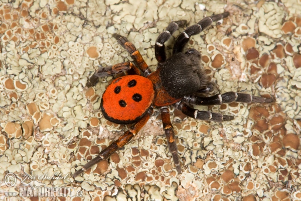 Araña moteada saltadora