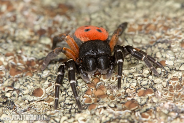 Araña moteada saltadora