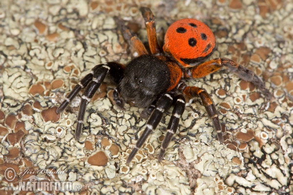 Araña moteada saltadora