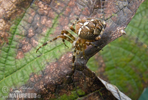 Araneus diadematus