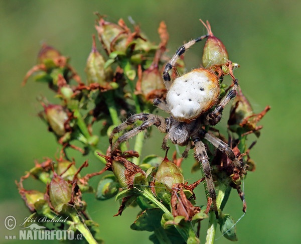 Araneus quadratus