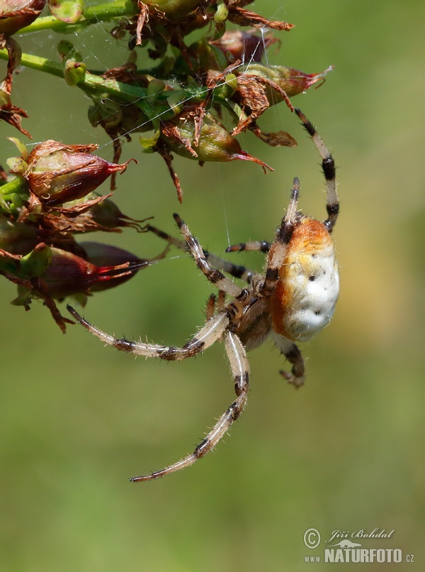 Araneus quadratus