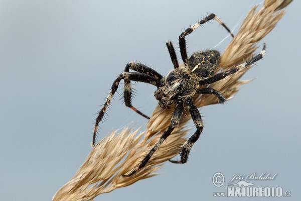 Araneus saevus