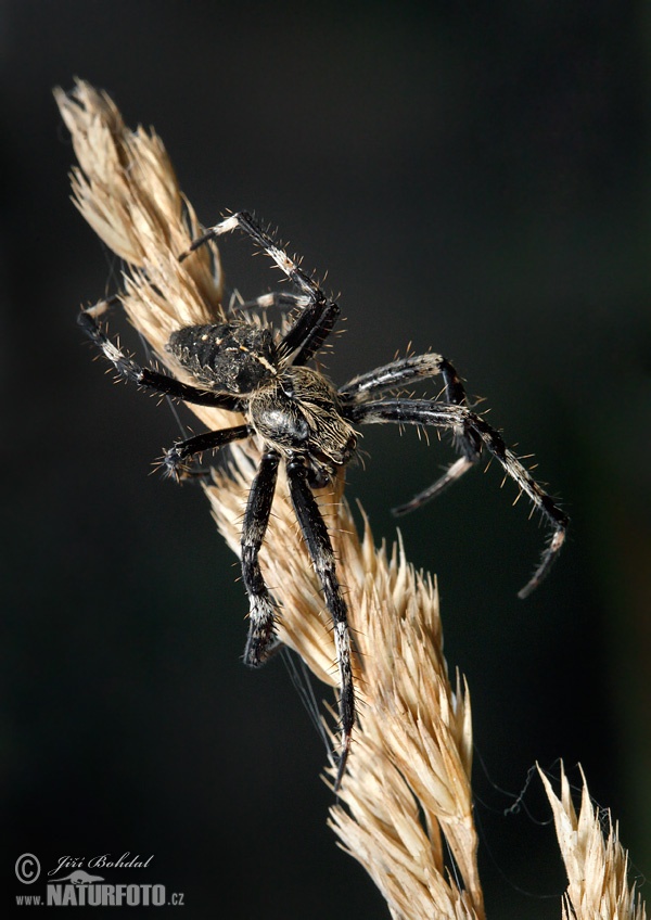 Araneus saevus