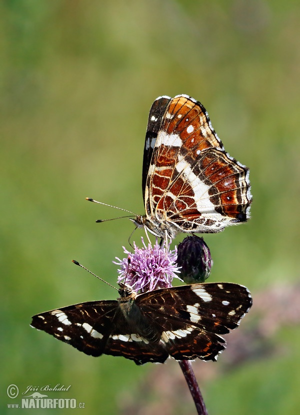 Araschnia levana levana f. prorsa