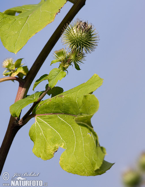 Arctium lappa