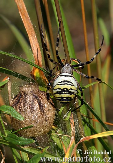 Argiope bruennichi