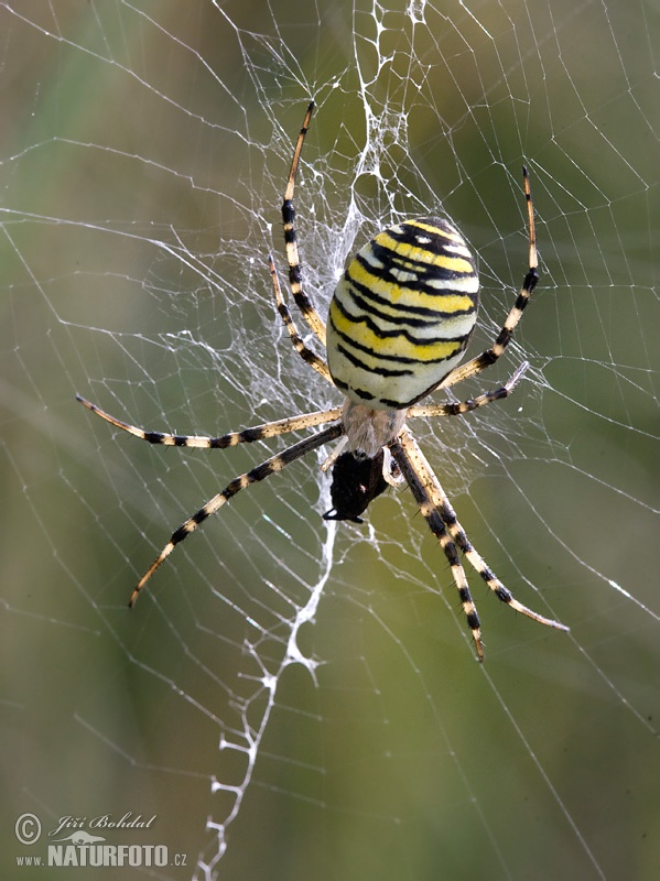 Argiope bruennichi