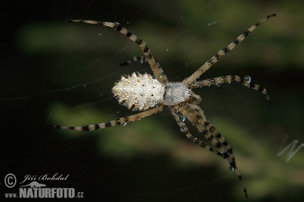 Argiope lobata