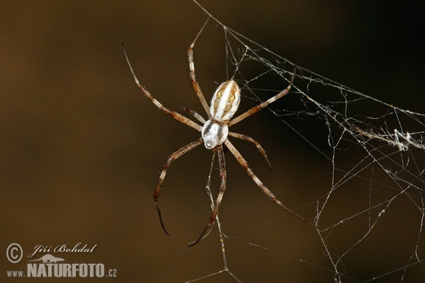 Argiope lobata