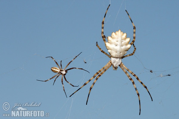 Argiope lobata