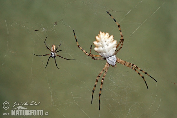 Argiope lobata