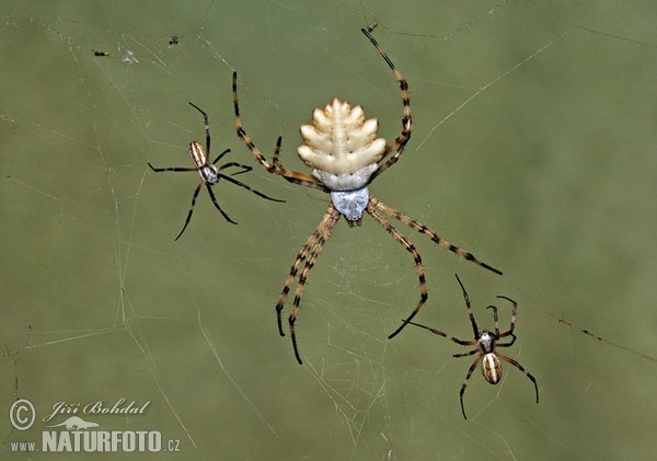 Argiope lobata