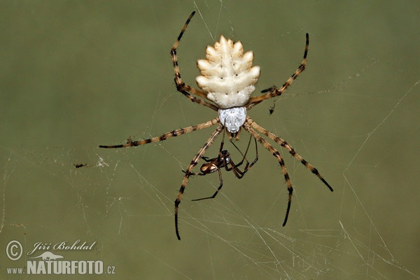 Argiope lobata