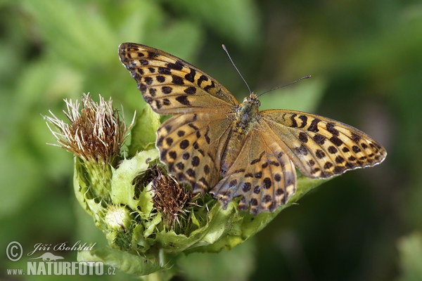 Argynnis paphia