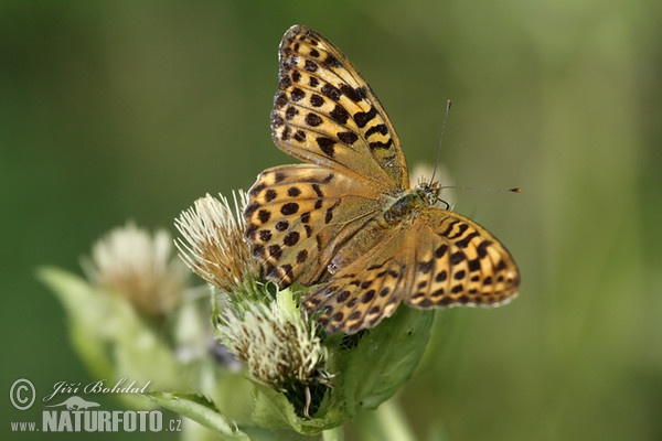 Argynnis paphia