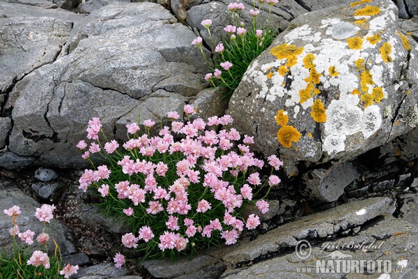 Armeria maritima