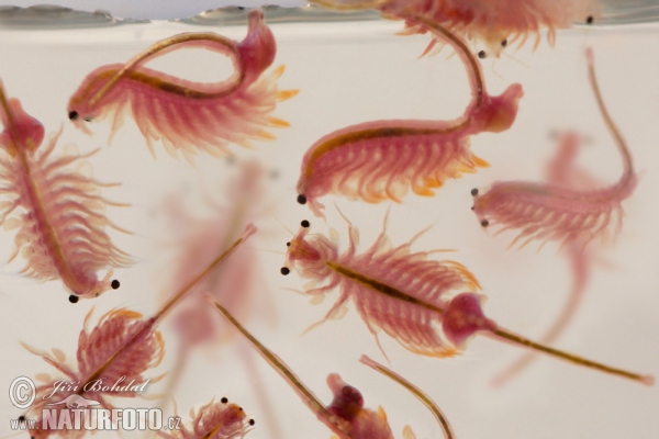 Artemia salina