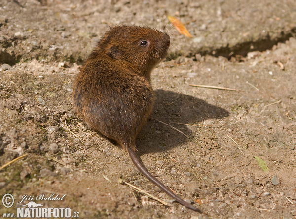 Arvicola amphibius