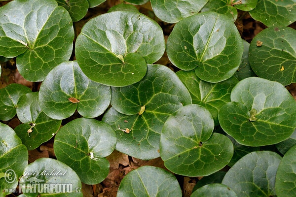 Asarabacca (Asarum europaeum)