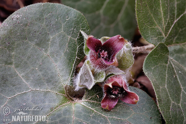 Asarabacca (Asarum europaeum)