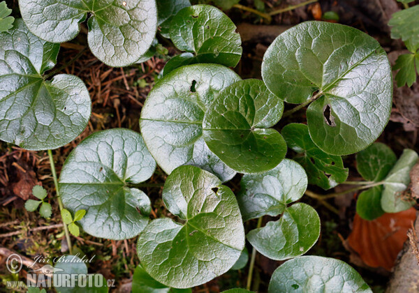 Asarabacca (Asarum europaeum)