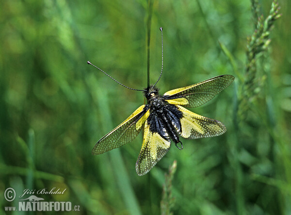 Ascalaphus libelluloides